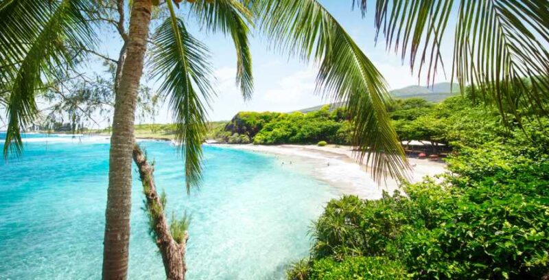 Hawaii Strand mit Palme