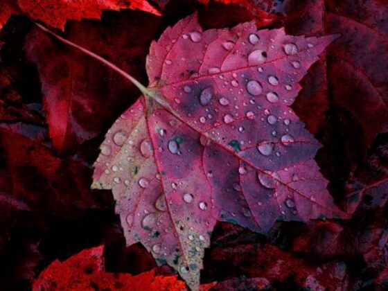 Rotes Ahornblatt mit Wassertropfen benetzt