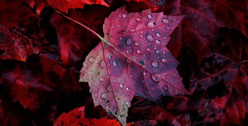 Rotes Ahornblatt mit Wassertropfen benetzt
