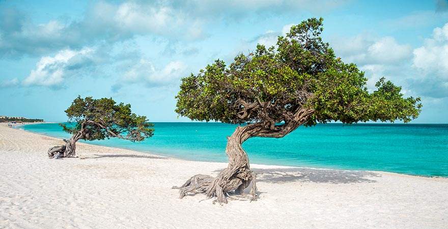 Divi-Divi-Bäume auf Aruba am Strand