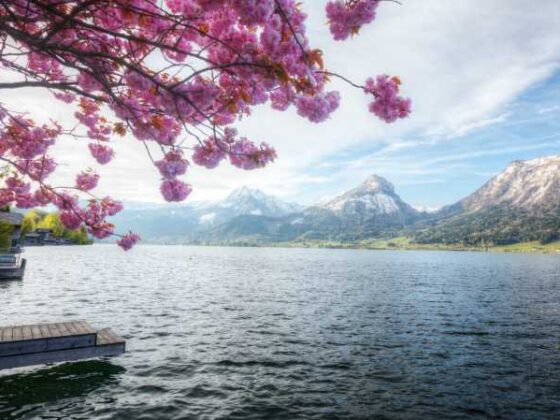Wolfgangsee Österreich mit Mandelblütenbaum und Gebirge im Hintergrund