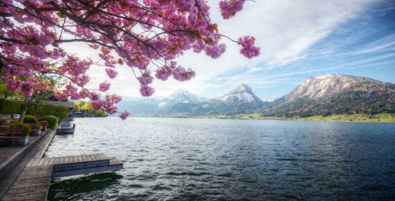 Wolfgangsee Österreich mit Mandelblütenbaum und Gebirge im Hintergrund