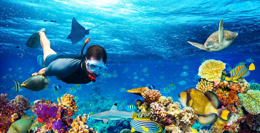 Taucher unter Wasser mit Fischen und Schildkröten