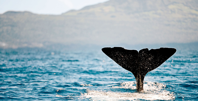 Walflosse Meer, Azoren