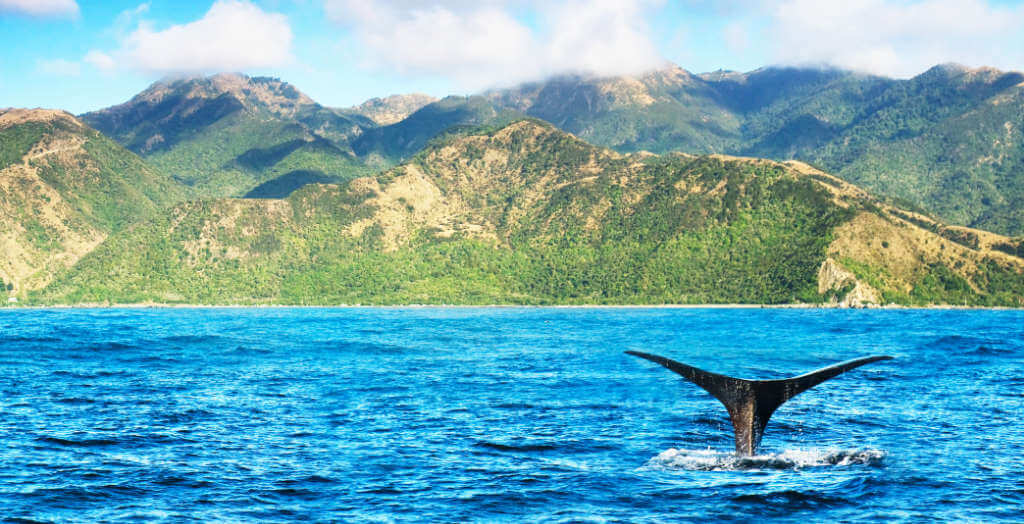 Wal in Kaikoura