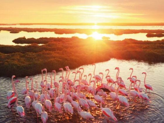 Izmir Sehenswürdigkeiten: Flamingos am Wasser