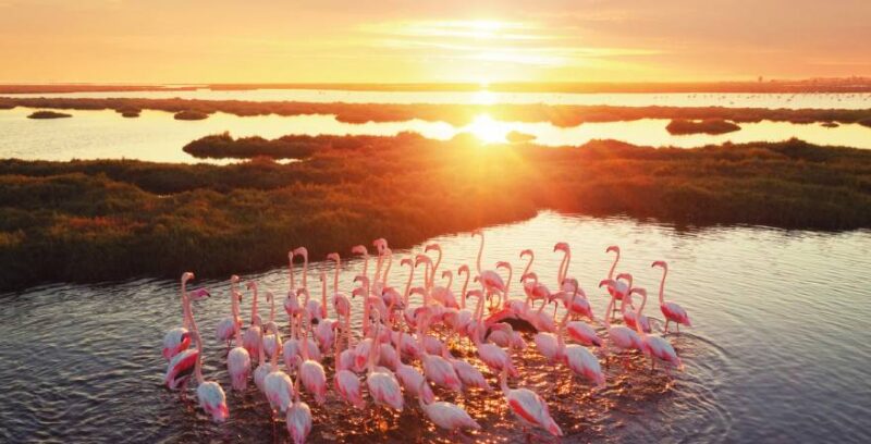 Izmir Sehenswürdigkeiten: Flamingos am Wasser