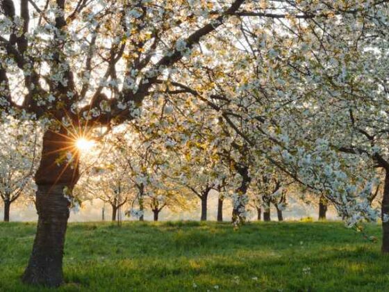 Kirschblute in Ortenau, Baden-Württemberg