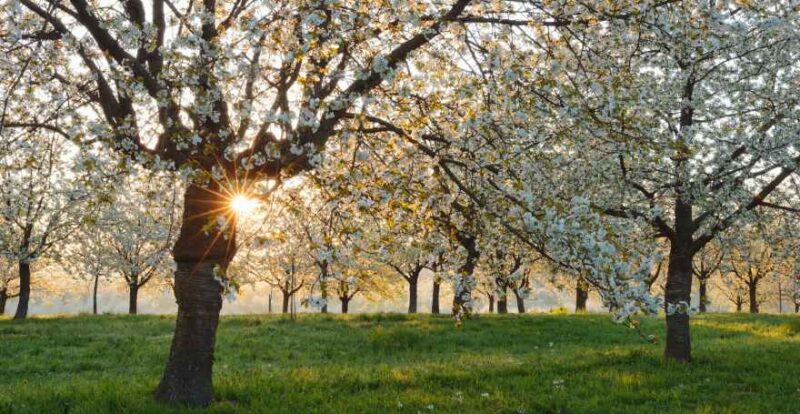 Kirschblute in Ortenau, Baden-Württemberg