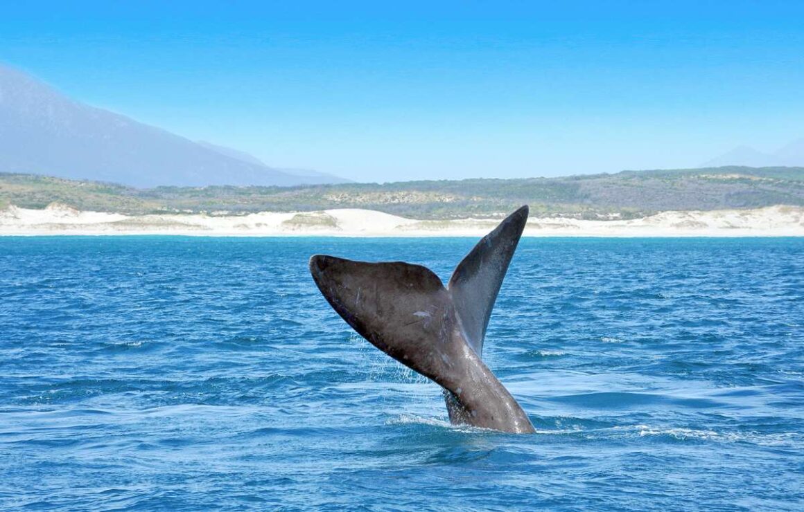 Glattwal-Flosse ragt aus Wasser in Südafrika