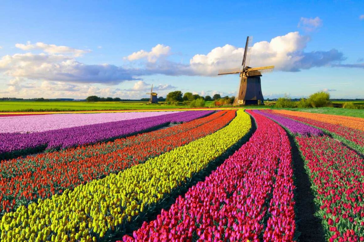 Bunt blühende Tulpen und Windmühle in den Niederlanden