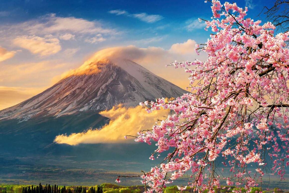 Rosa Kirschblüte und Berg Fuji im Hintergrund, Japan