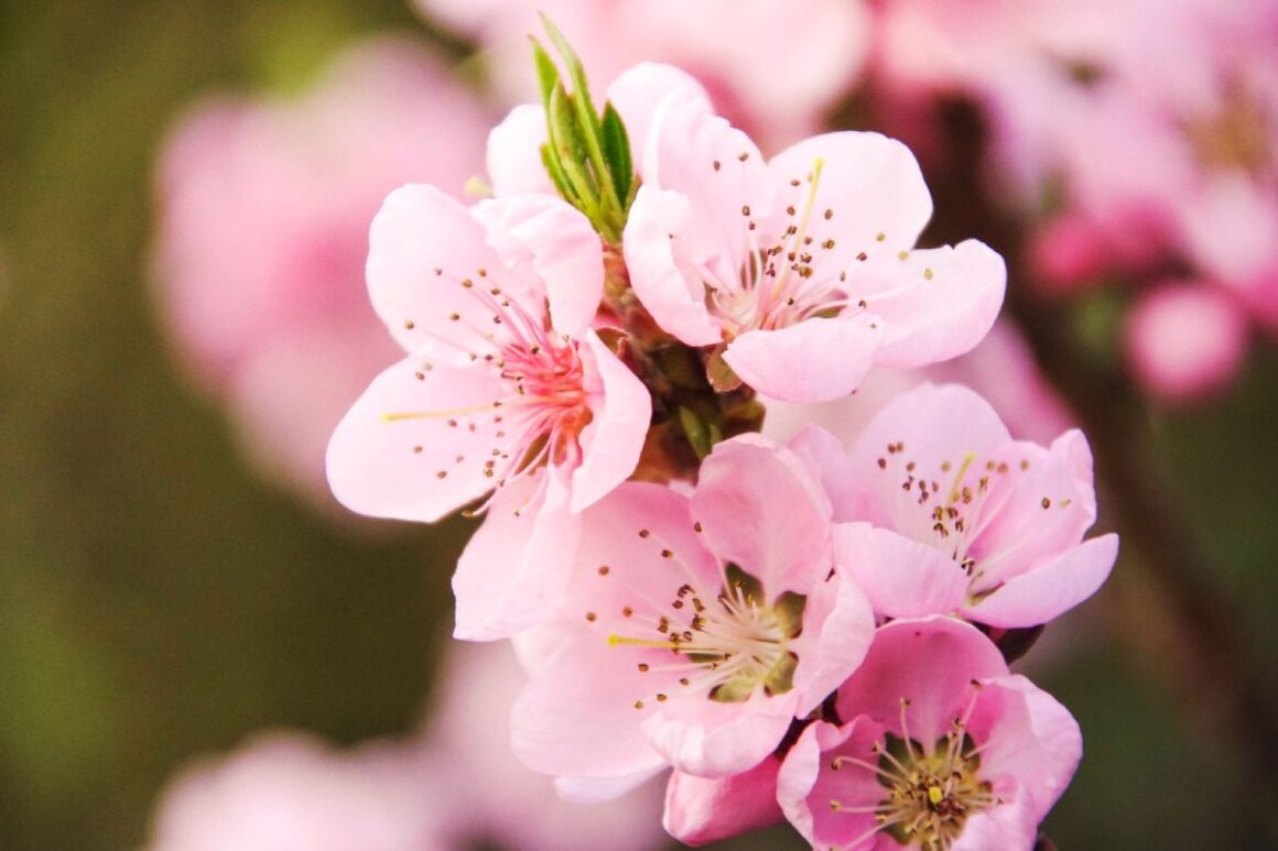 Rosa blühende Kirschblüte in Nahaufnahme
