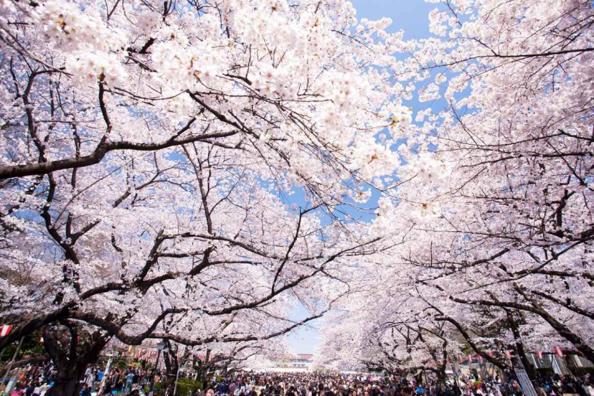Ueno Park in Tokio zur Kirschblütenzeit