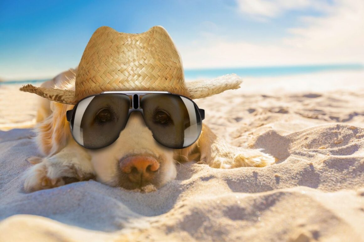 Golden Retriever liegt mit Sonnenhut und Sonnebrille am Strand