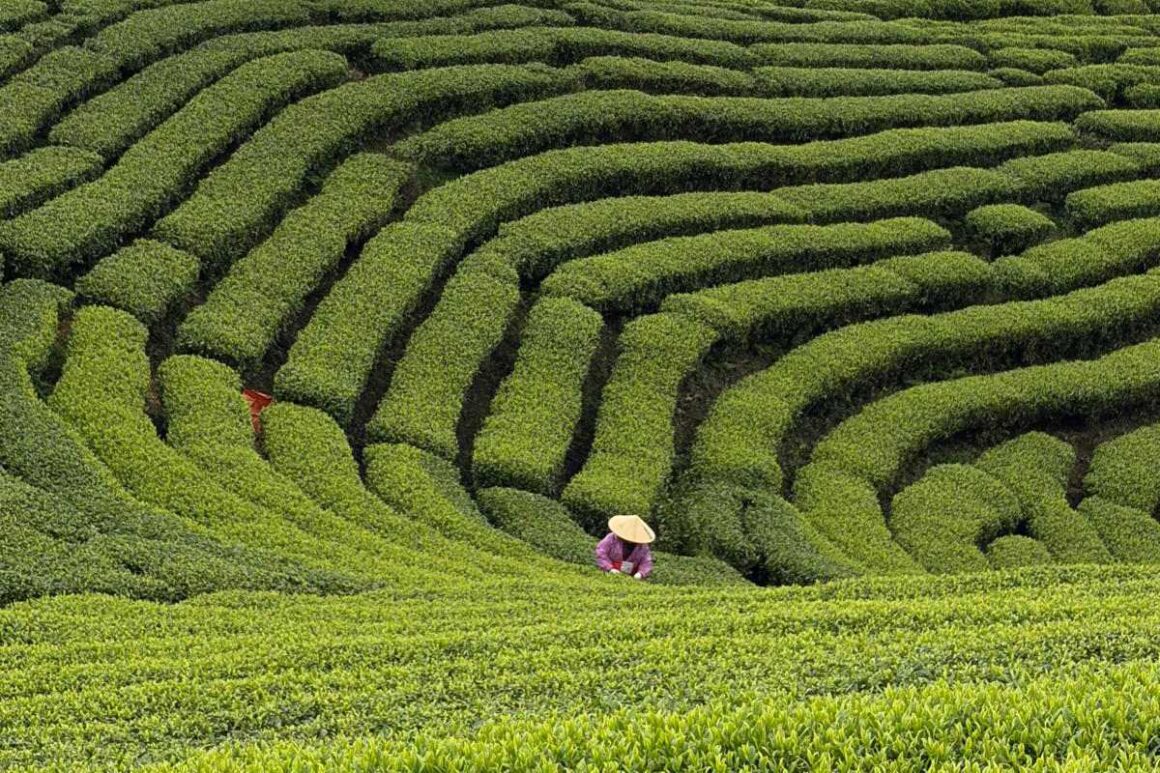 Buyang Teeplantage in Guangxi, China