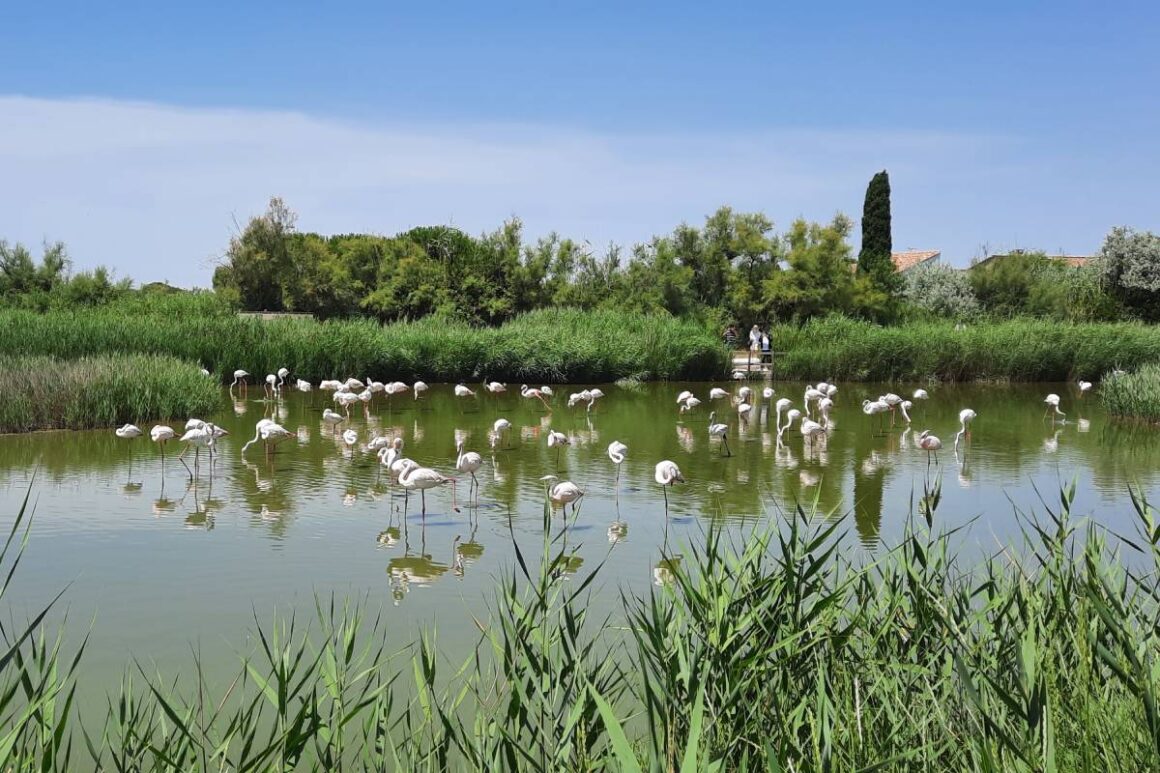 Wilde Flamingos in der Camargue, Frankreich
