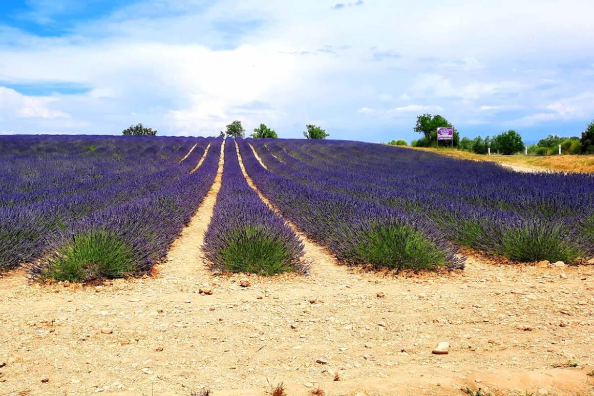 Lila leuchtende Lavendelfelder der Provence