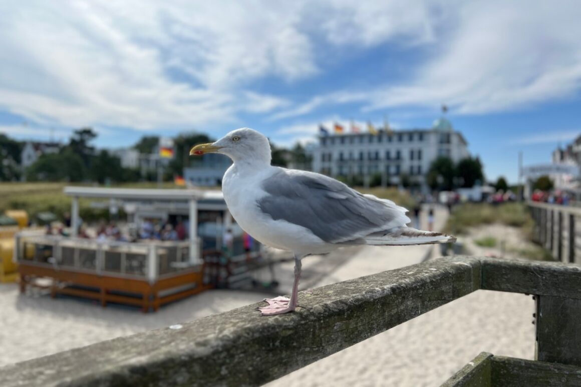 Möwe in Nahaufnahme an Promenade in Binz auf Rügen