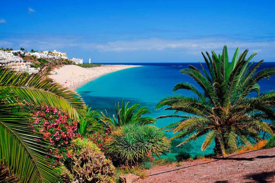Blick auf einen Strand auf Fuerteventura mit Plamen im Vordergrund