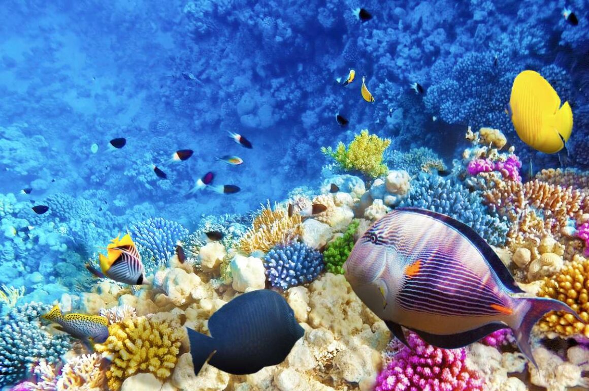 Unterwasseraufnahme der Fische und Korallen am roten Meer