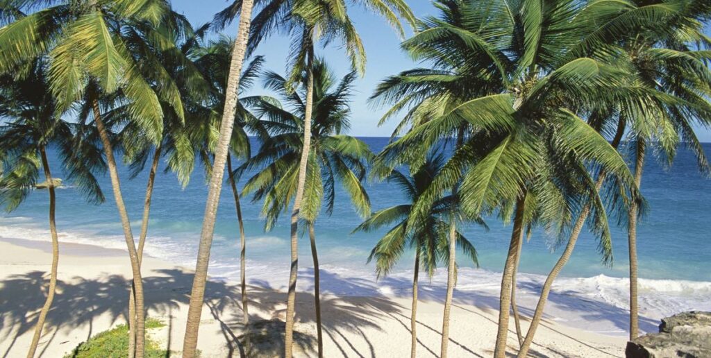 Palmen am Strand der Dominikanischen Republik