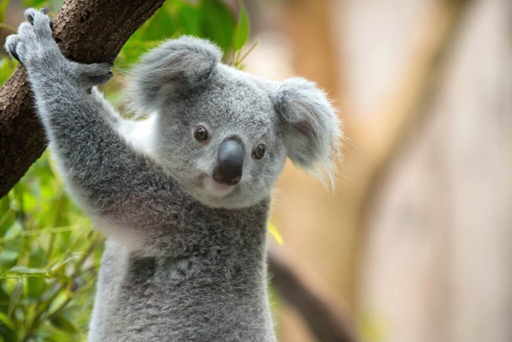 Koala an einem Ast in Australien