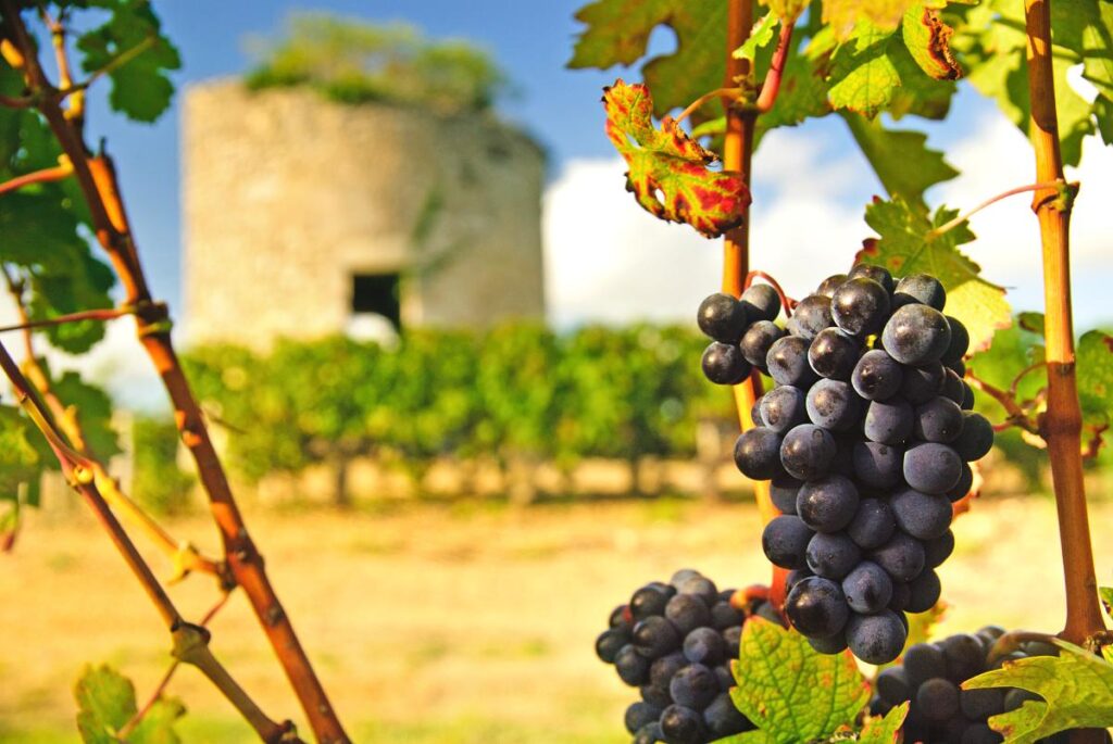 Weintrauben und Weinreben in Médoc, Bordeaux, Frankreich