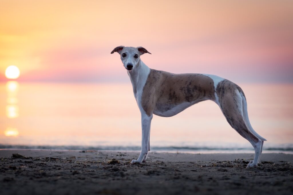 Whippet (Hund) im Sonnenuntergang am Strand Scharbeutz an der Ostsee, Deutschland