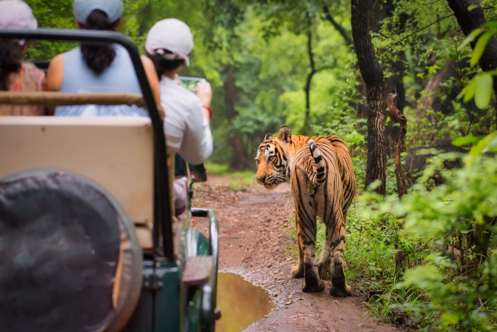 Menschen auf einer Safari fotografieren Tiger aus Geländewagen