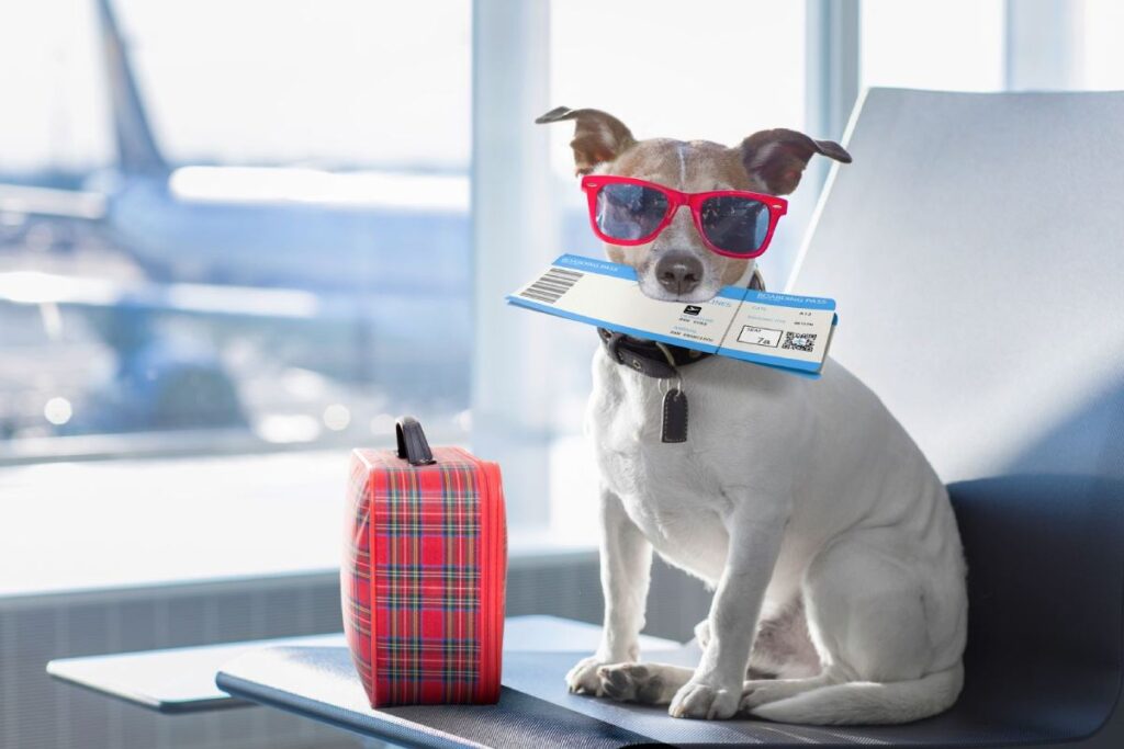 Hund mit Sonnenbrille, Flugticket und Koffer am Flughafen