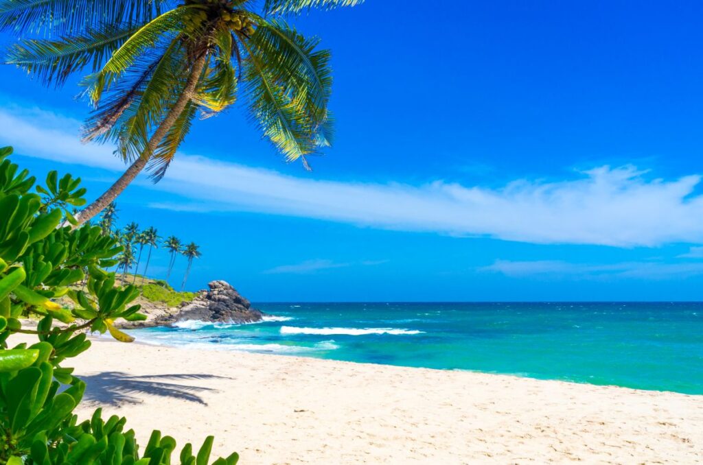 Strand auf Sri Lanka mit Palmen
