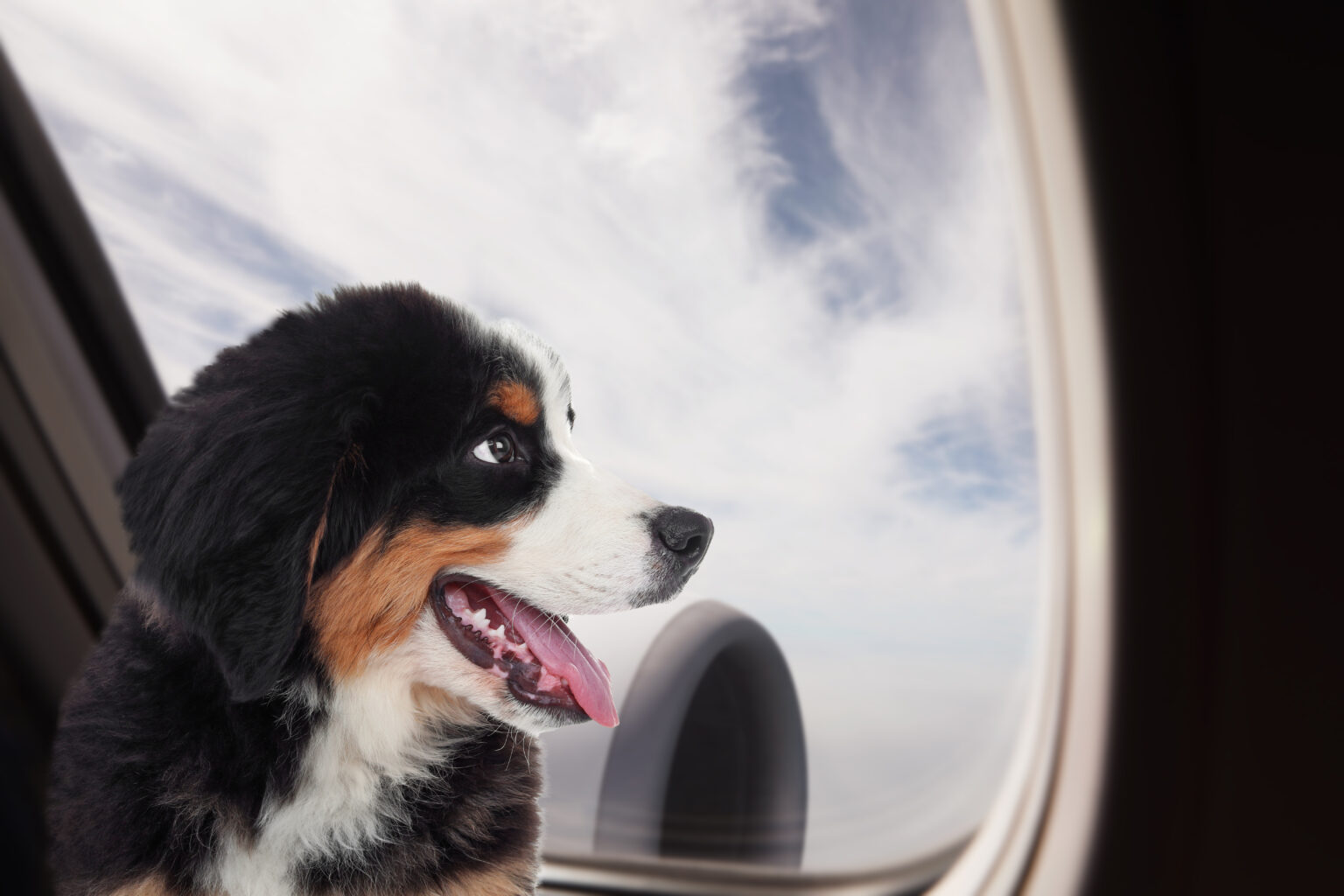 ITA Airways erlaubt ab sofort 30-Kilogramm-Hunde in der Flugzeug-Kabine Berner Sennhund blickt aus Flugzeugfenster