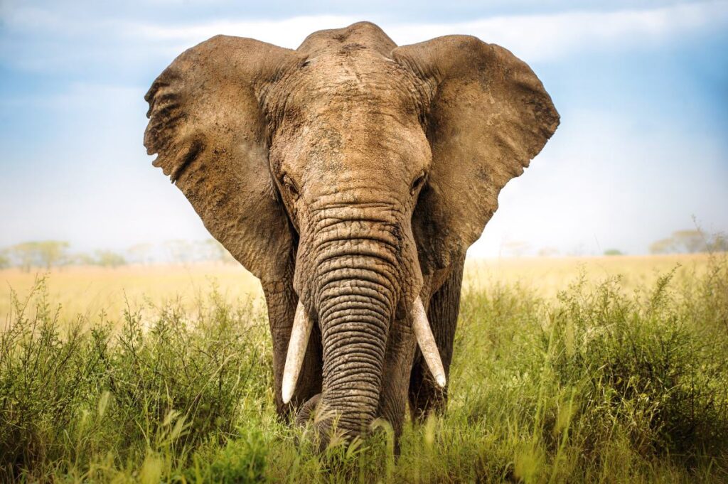 Elefant in der Natur