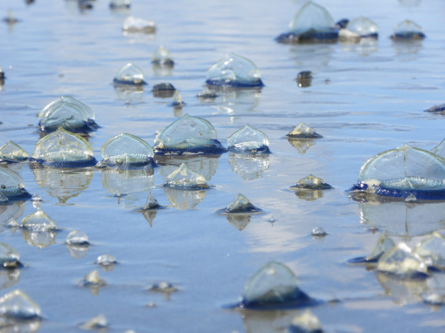 Gefahr aus dem Meer? Subtropische Segelqualle erreicht Deutschland Am Strand gestrandete Quallenart mit blauem Weichteilkörper und durchsichtigem aufgestelltem Segel auf dem Rücken