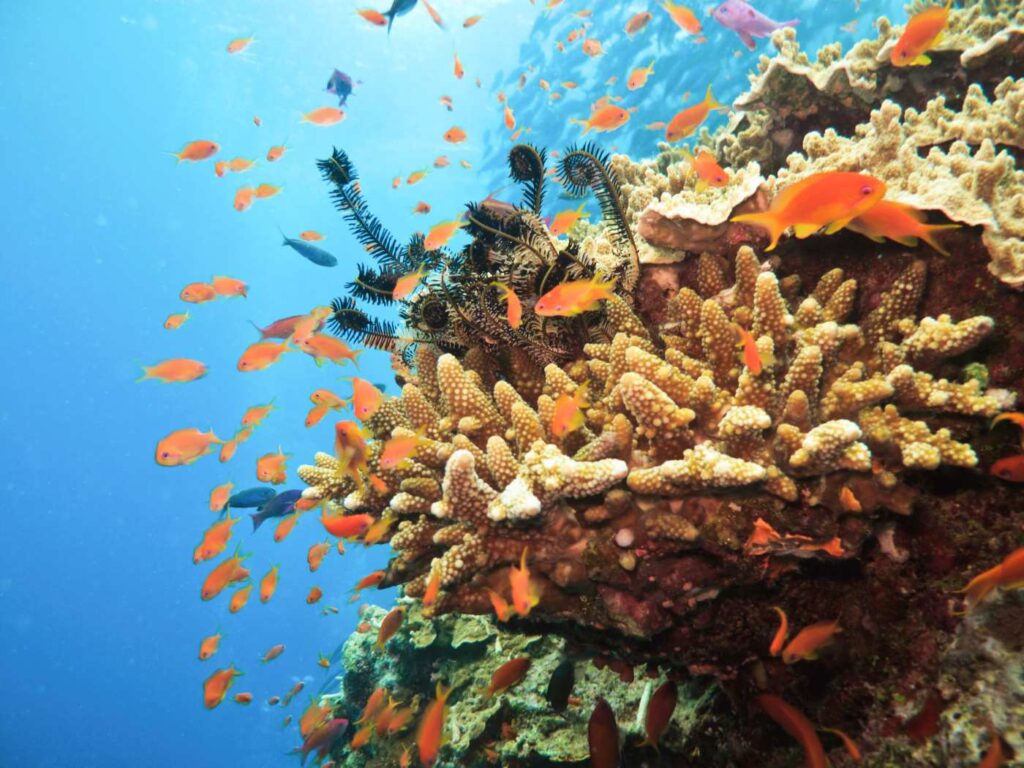 Korallen und Fische am Great Barrier Reef in Australien