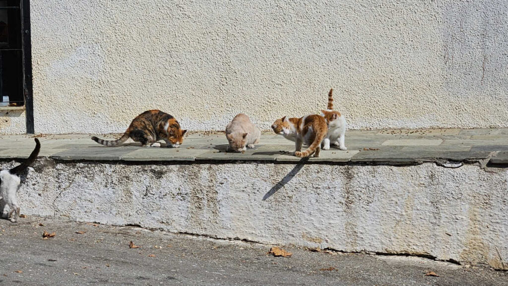 Gratis Griechenland erleben: Syros bietet Unterkunft gegen Katzenpflege Mehrere hübsche frei lebende Katzen futtern auf einem Stufenabsatz eines griechischen Gebäudes