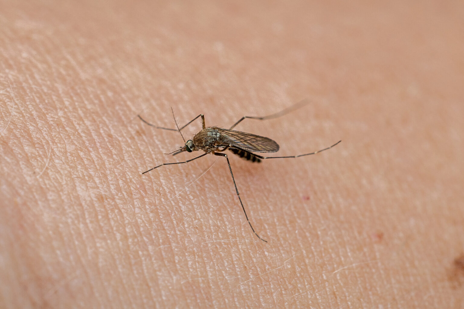 Stechmücke auf menschlicher Haut beim Blutsaugen