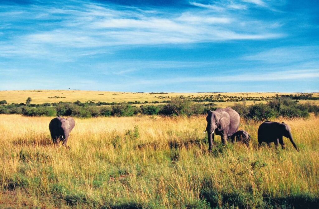Landschaft in Kenia mit Elefanten