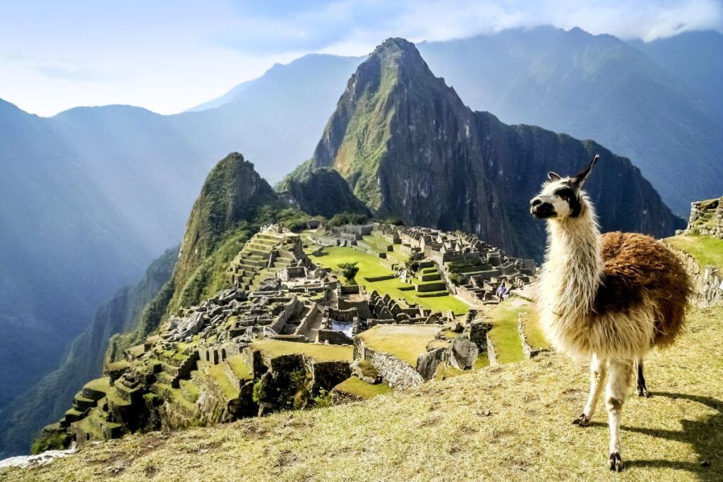 Machu Picchu 2027: Neue Regeln erleichtern den Ticketkauf für die berühmte Inkastadt Lama bei Machu Picchu in Peru